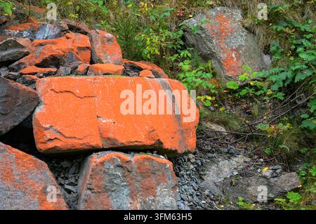 The red colored green algae Trentepohlia jolithus growing on rocks in Rjukan, Telemark, southern Norway. Stock Photo