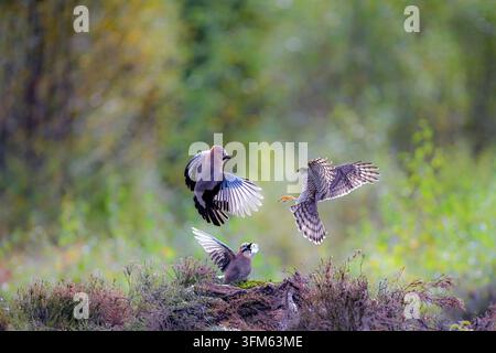 A sparrowhawk (Accipiter nisus) attacks  Eurasian jays (Garrulus glandarius) in tyhe Autumn forest of Marnardal, Agder, southern Norway. Stock Photo