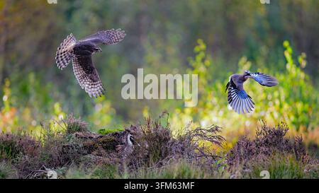 A sparrowhawk (Accipiter nisus) chases an Eurasian jay (Garrulus glandarius) in the Autumn forest of Marnardal, Agder, southern Norway. Stock Photo