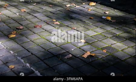 Cobblestone pavement covered with dry autumn leaves and green moss, illuminated by sunlight creating dynamic shadow shapes Stock Photo