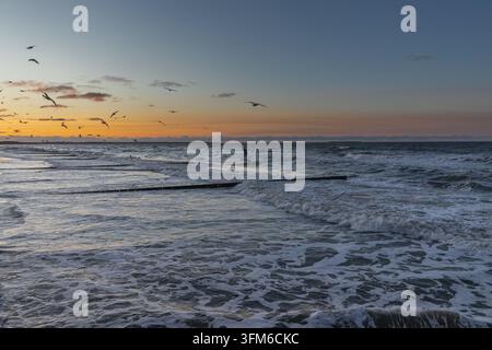 Gulls fly above the surf and groynes as the sea meets a soft orange dusk horizon. Stock Photo