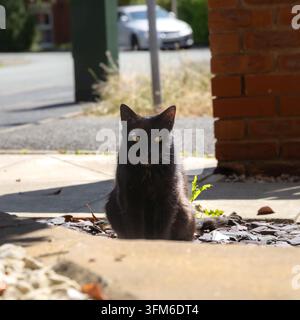 Black cat sits near a brick wall on a paved outdoor area, facing the camera. Stock Photo