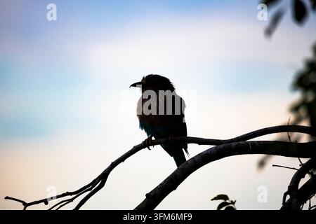 Elegant silhouette of an Indian Roller bird perched on a tree branch in soft early morning light. Silhouette of a bird. Stock Photo