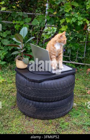Orange tabby sits on a laptop on an upcycled tire table in a backyard garden with a potted plant — outdoor remote work concept. Stock Photo