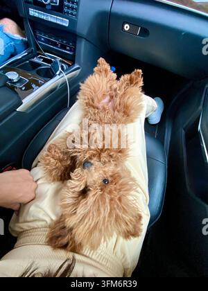 Small curly dog rests upside down on owner’s lap inside modern car. Stock Photo