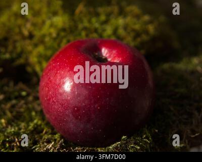 Close-up top view of a single ripe, deep red apple resting on a bed of fresh green moss in natural sunlight Stock Photo