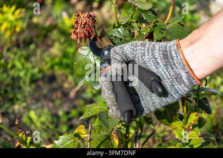 Hand wearing a protective work glove uses pruning shears to trim a dry withered rose bloom in a garden. Regular deadheading of old flowers promotes he Stock Photo
