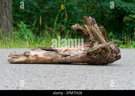 High definition close-up of a weathered pine tree log fragment on a road surface in nature. Stock Photo