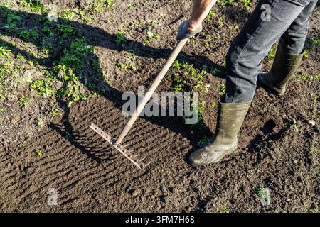 A person wearing denim pants and rubber boots rakes dark tilled earth to prepare a garden bed. Sunlight creates long shadows across the freshly smooth Stock Photo