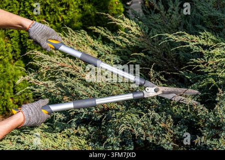A gardener wearing gray protective gloves uses heavy duty metal hedge shears to trim green conifer branches during routine yard work outdoors Stock Photo