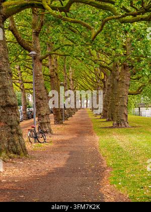 Rotterdam, Netherlands - 22.06.2015: Peaceful alley of towering plane trees creating a natural tunnel over a dirt path with a parked bicycle Stock Photo