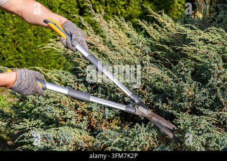 Gardener using heavy duty manual hedge shears cuts branches off an evergreen shrub during routine garden landscaping on a bright sunny afternoon. Stock Photo