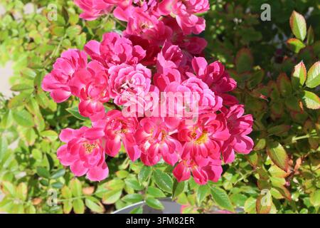 Rosa 'Glowing Pink'. Full frame with masses of hot redish pink semi double miniature rose flowers. Stock Photo
