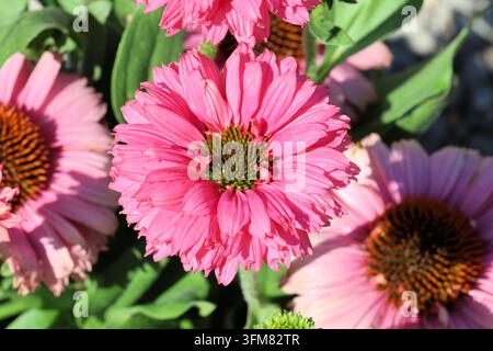 Echinacea [SunSeekers Pink Grapefruit] (SunSeekers Series). Close up of bright pink double coneflower with contrasting green cone centre Stock Photo