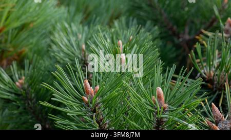 Green pine branch with dense needles and pale brown new growth buds, showing layered evergreen foliage and natural texture in a close botanical view Stock Photo