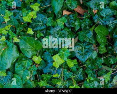 Dense green ivy foliage covering ground with overlapping variegated leaves, visible veins, natural texture, and scattered brown leaves in a close bota Stock Photo