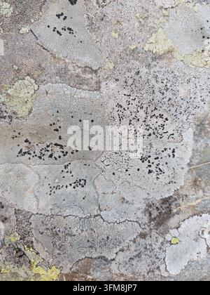 Close up background texture of lichens growing on a natural stone surface Stock Photo