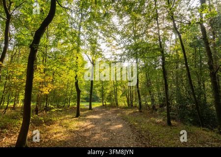 A peaceful dirt walking path winding through lush green trees and soft sun glares in a quiet woodland setting Stock Photo