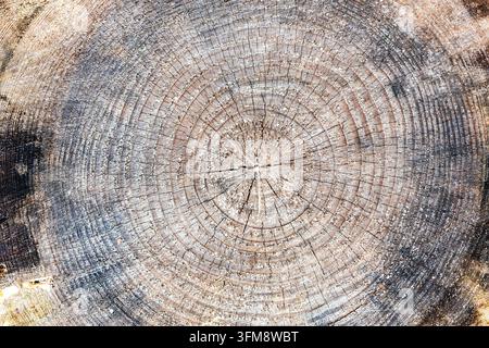 old cross-section of cut tree trunk close-up displaying its annual growth rings in Batumi Botanical Garden on September day Stock Photo