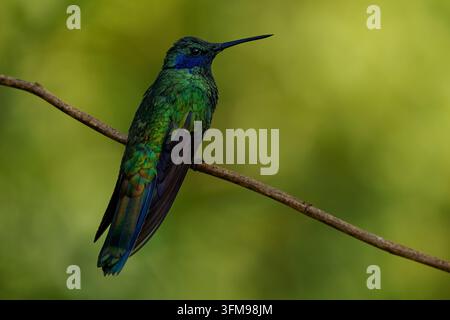 Sparkling Violetear, Colibri coruscans, large glittering green hummingbird with violet-blue ear patch and blue tail perched on thin branch, olive gree Stock Photo