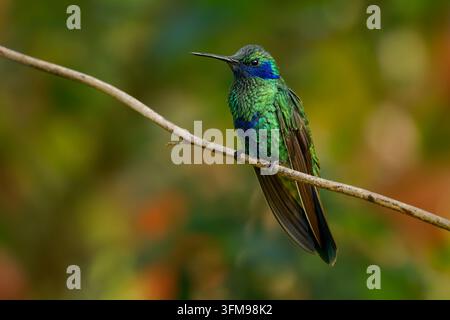 Sparkling Violetear, Colibri coruscans, glittering green hummingbird with violet-blue ear patch and blue belly perched on thin twig, colorful green an Stock Photo