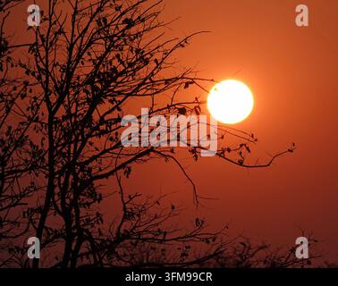 Beautiful African Sunset with Silhouetted Tree Branches Against a Vibrant Orange Sky in Namibia Stock Photo