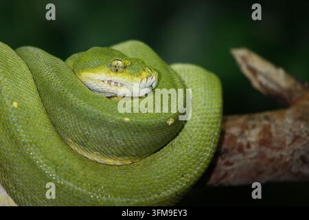 Grüner Baumpython / Green tree python / Morelia viridis Stock Photo