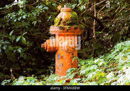 Weathered fire hydrant stands amidst overgrown foliage. Moss creeps over its rusty surface, blending nature with urban. Bright orange contrasts Stock Photo