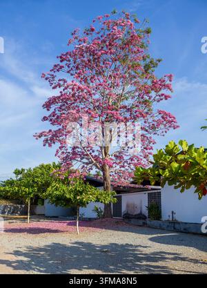 A gorgeous pink Ipe tree blooming next to white residential houses with fallen blossoms carpeting the earth Stock Photo