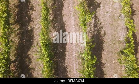Top down perspective captures lush green grapevines stretching across dry sandy soil under bright sunlight. Long dark shadows cast a striking geometri Stock Photo