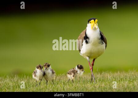 Adult Masked Lapwing (Vanellus miles) standing guard over three fluffy chicks in green grass, Victoria, Australia Stock Photo