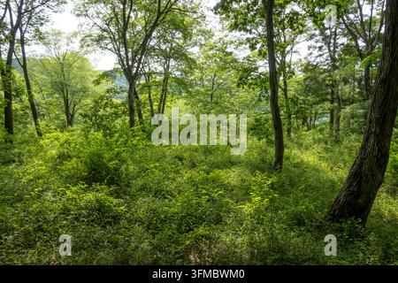 Sunlight filters through a lush green forest. Stock Photo