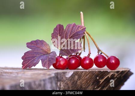 Bright red viburnum berries and dark purple leaves resting on a rustic wooden stump in soft ambient garden light, featuring a clean blurry background Stock Photo