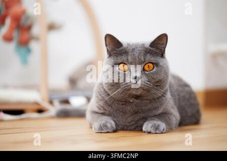 British Shorthair. An adult cat (Chartreux) lying on parquet Stock Photo