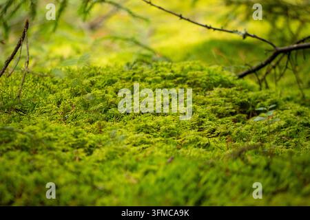 Enchanting, close-up view of a vibrant green forest floor blanketed in thick, lush moss in autumn Stock Photo
