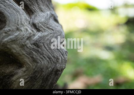 Dark weathered tree stump edge with wavy zigzag grain lines beside a soft blurred green bokeh background with copy space on the right Stock Photo