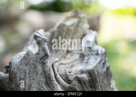 Sculptural weathered roots of an old decayed tree stump with curled, eroded wood forms against a soft blurred green bokeh background Stock Photo