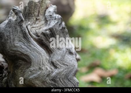 Weathered tree stump with curled wooden tendrils and wavy zigzag grain on the left, soft green bokeh and fallen leaves blurred on the right Stock Photo