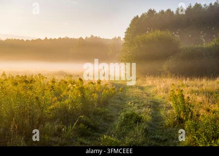 Misty dirt road leading through open fields towards the Białowieża Forest at sunrise, Podlasie, Poland. Stock Photo
