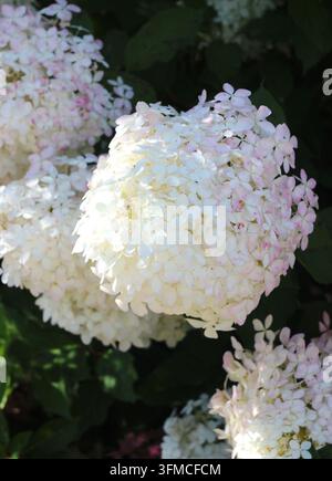 White and pink panicle hydrangea flowers blooming in sunlight Stock Photo