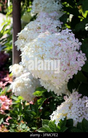 White panicle hydrangeas blooming in a sunny garden Stock Photo