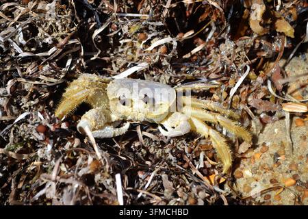 Close up of a ghost crab on a sandy beach among seaweed Stock Photo