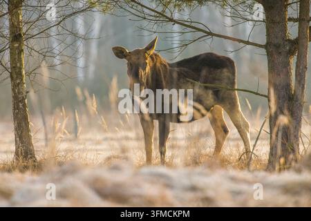 Moose standing in misty fields at sunrise on the edge of the Białowieża Forest, Podlasie, Poland. Stock Photo