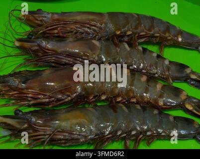 Deep sea Atlantic prawns Stock Photo