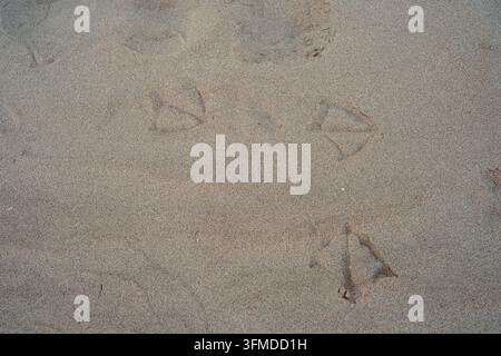 Bird footprints imprinted on smooth wet sand at ocean beach in Gandia, Spain Stock Photo