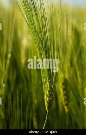 Green barley ear growing in agricultural field, capturing early stage grain development for organic farming and sustainable food production Stock Photo