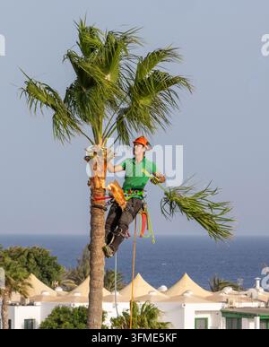 Arborist trimming a palm tree in Costa Teguise, Lanzarote. Close-up of a professional gardener cutting green branches high on a trunk by the sea. Stock Photo