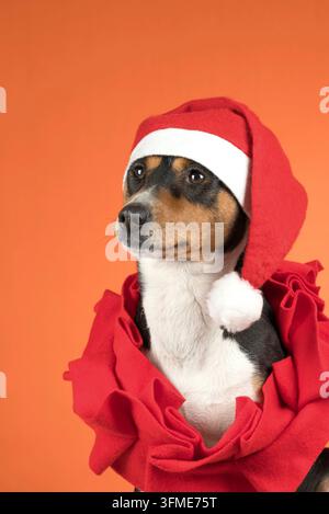 Close-up portrait of a Basenji dog in a Christmas hat Stock Photo