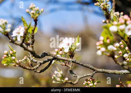 Branches with flowers of the Chinese wild pear, Pyrus calleryana, Chanticleer Stock Photo