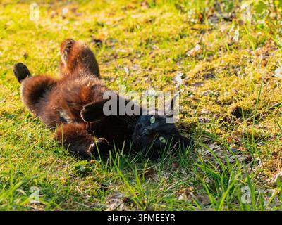 A beautiful black cat lies on its back in the morning sunshine, enjoying the day Stock Photo